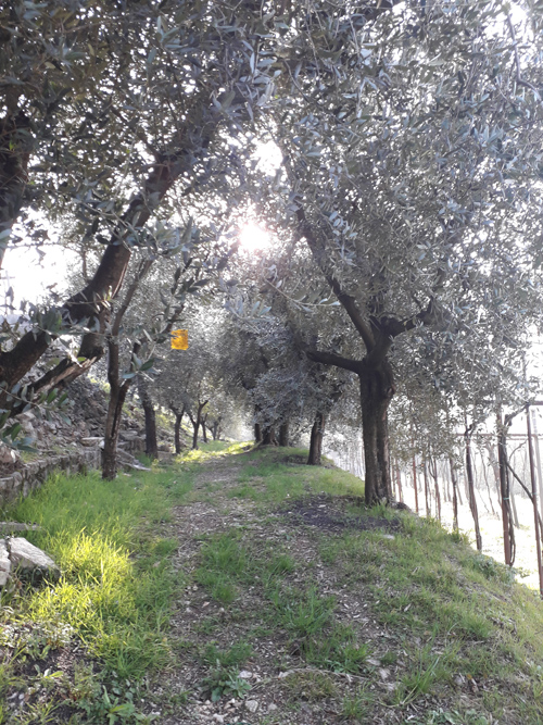 l'uliveto del Sampí