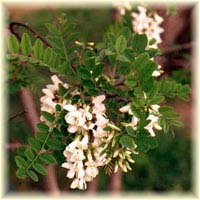 miele di acacia