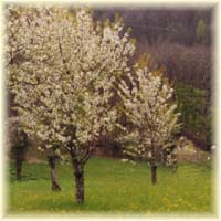 miele millefiori