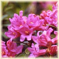 miele di rododendro